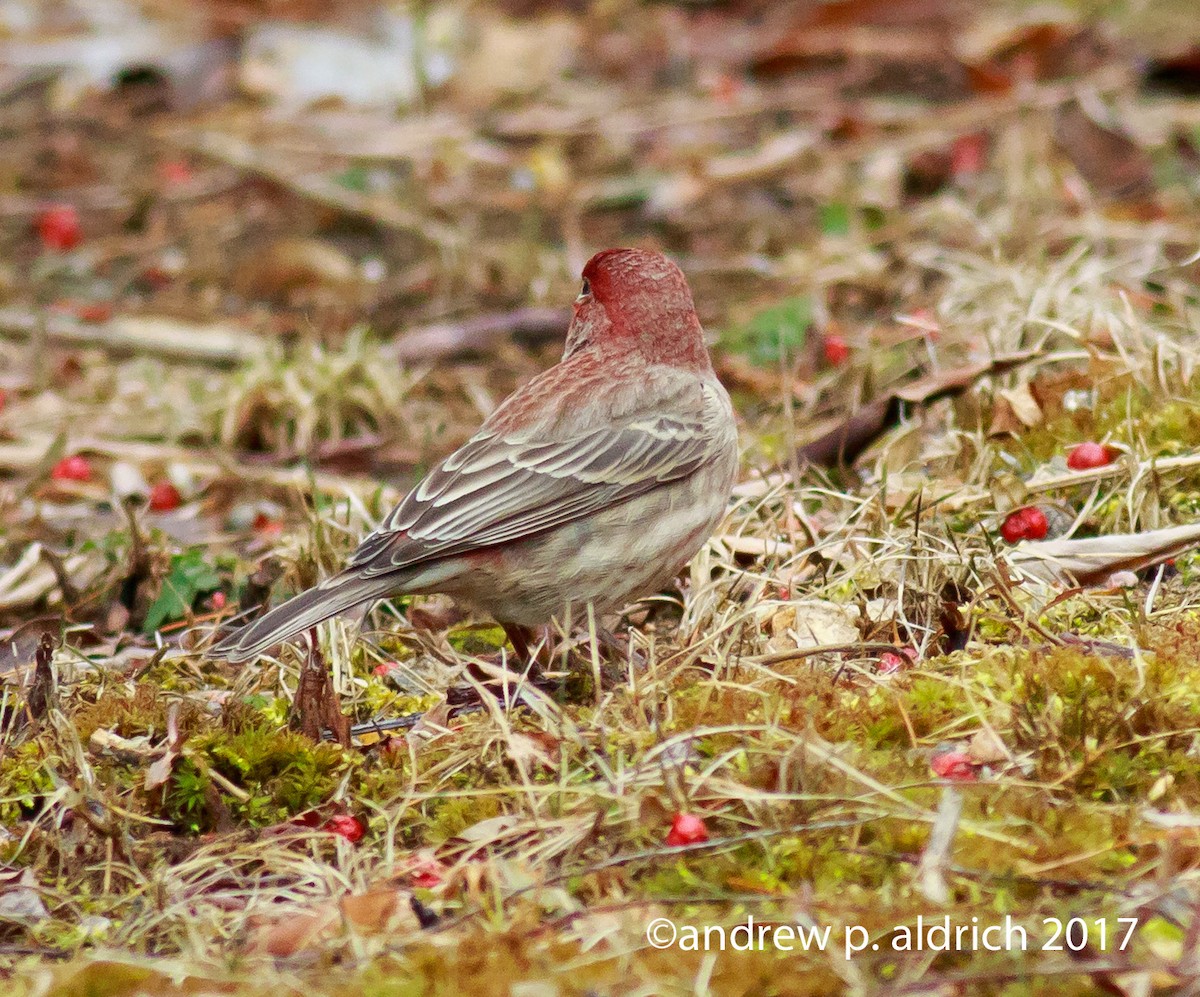 House Finch - ML52865941