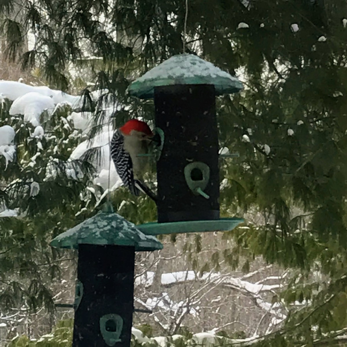 Red-bellied Woodpecker - ML528660841