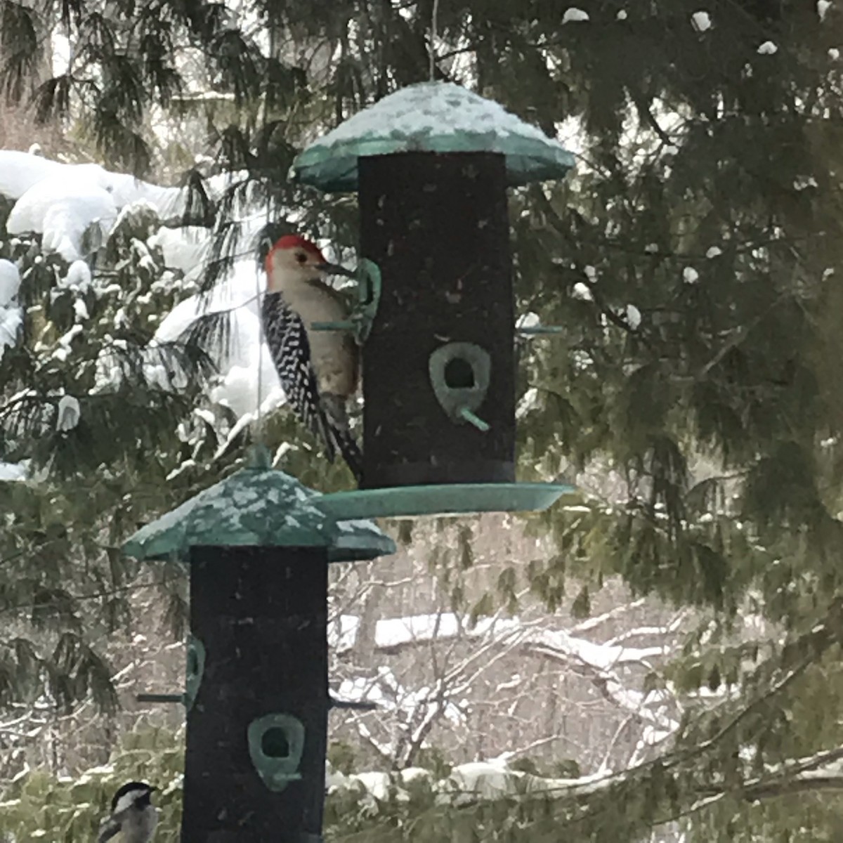 Red-bellied Woodpecker - ML528660851