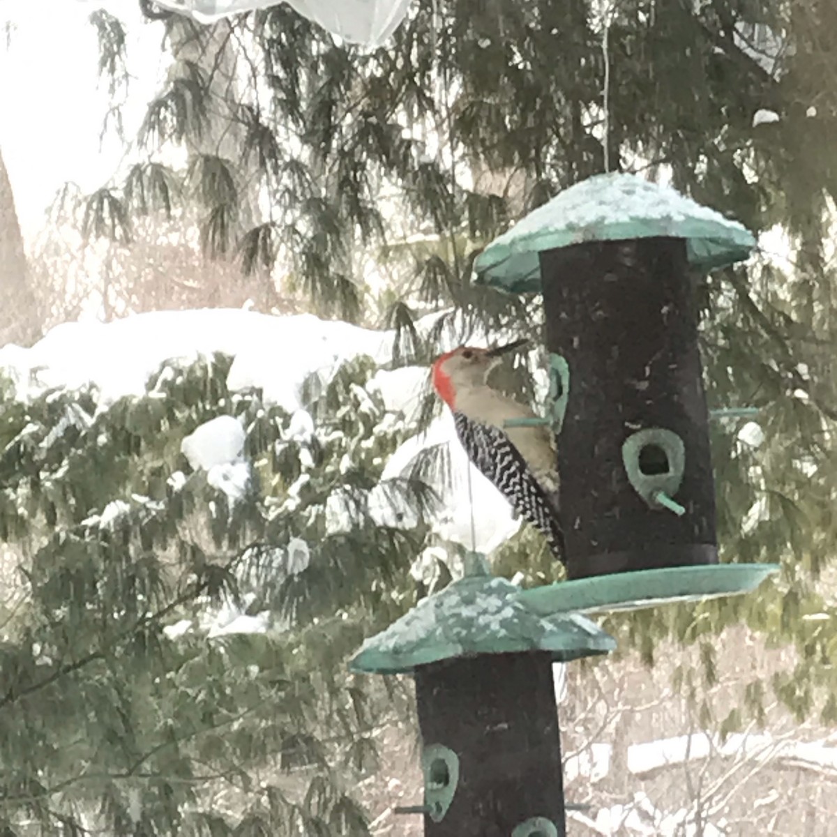 Red-bellied Woodpecker - ML528660861