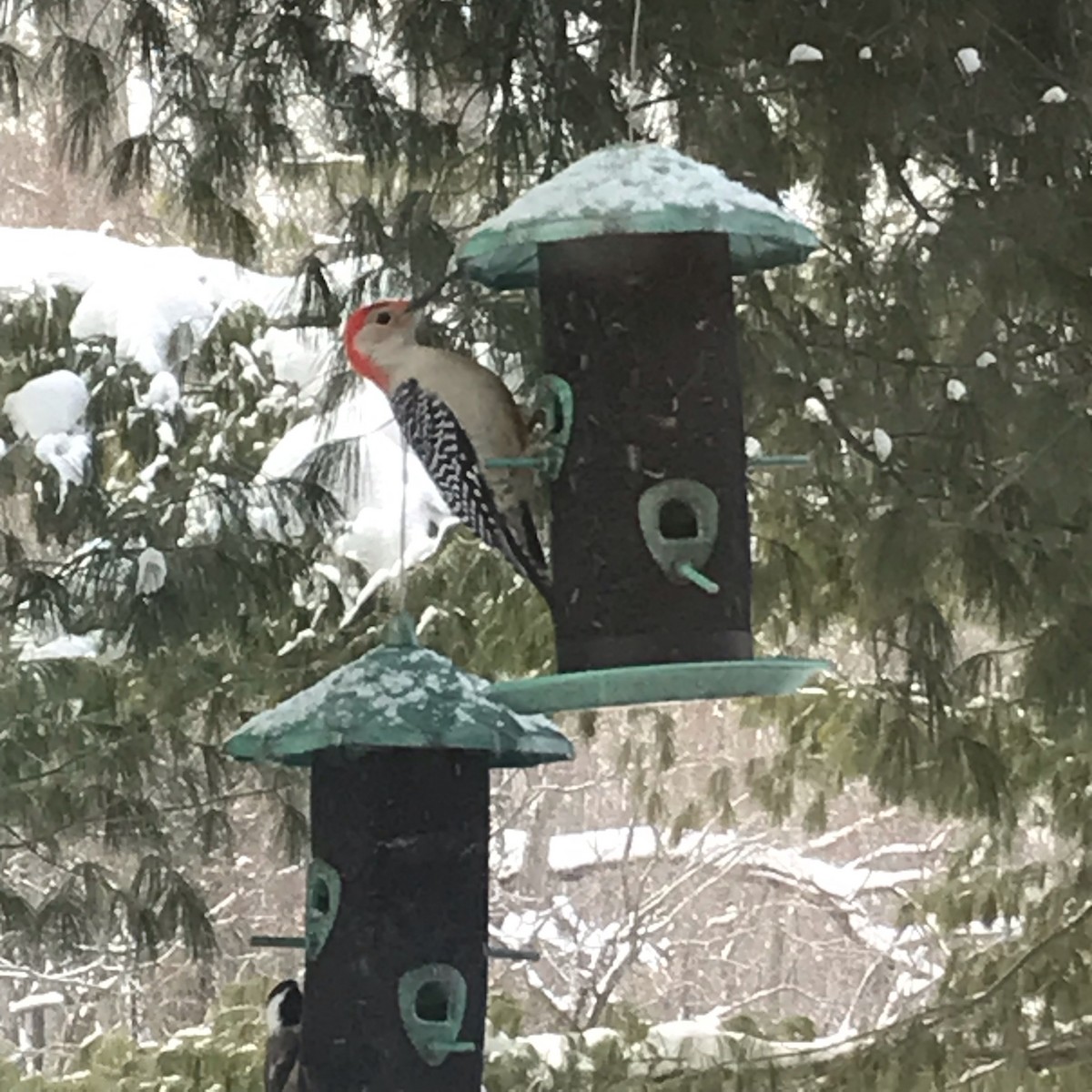 Red-bellied Woodpecker - ML528660871