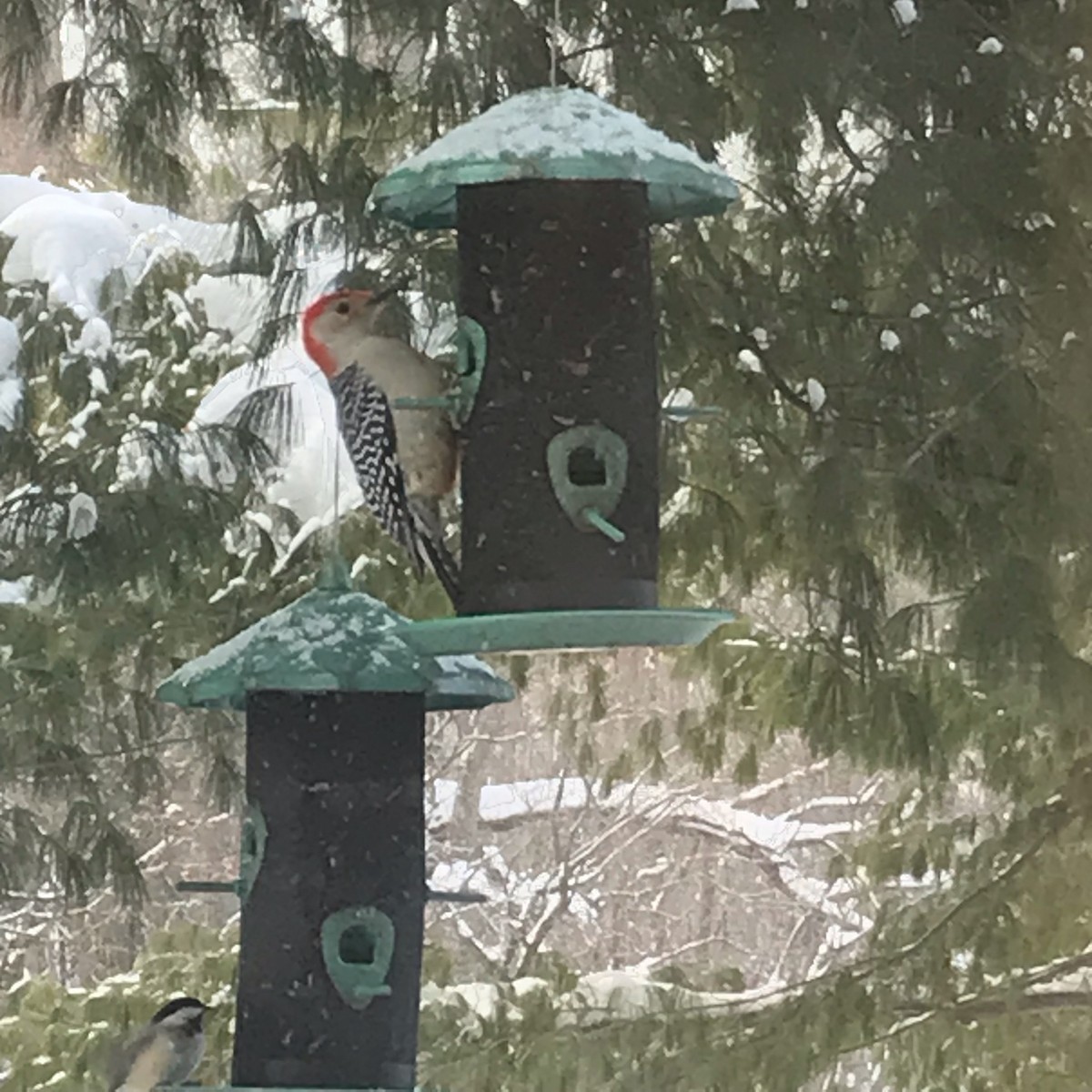 Red-bellied Woodpecker - ML528660881