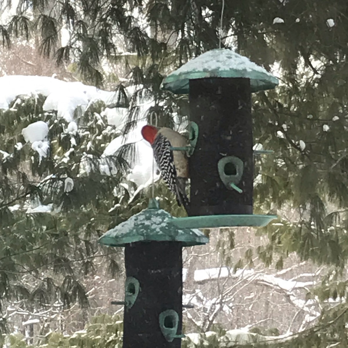 Red-bellied Woodpecker - ML528660891