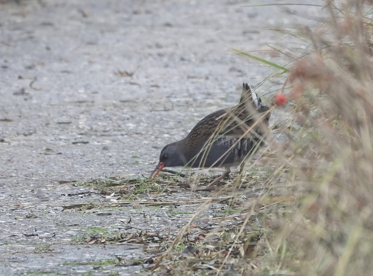 Water Rail - ML528661841