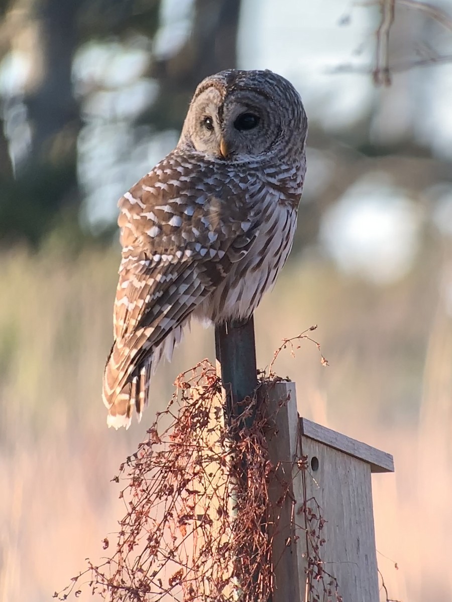 Barred Owl - ML528661961