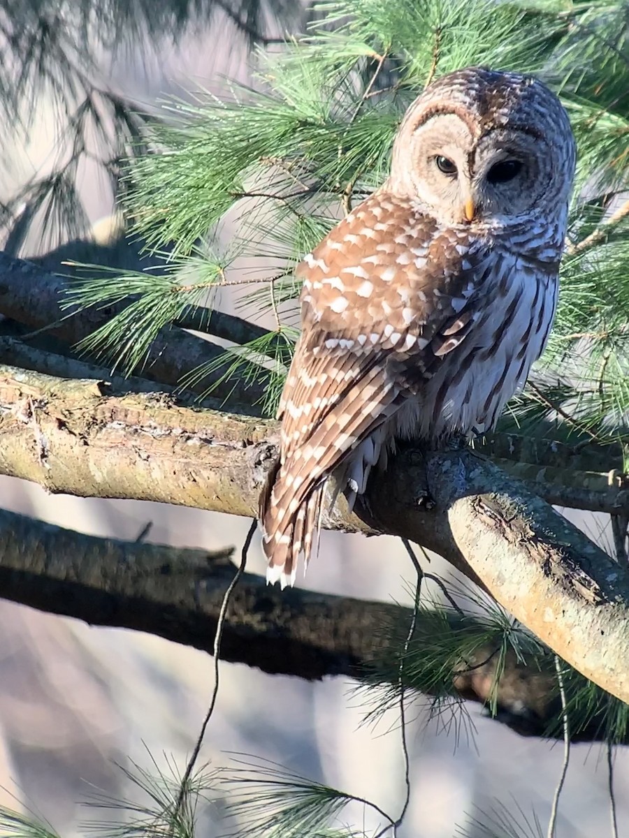 Barred Owl - ML528661971