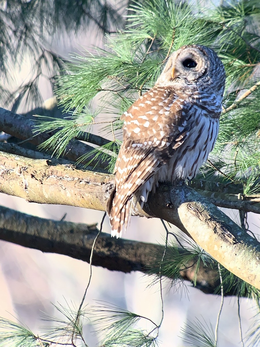 Barred Owl - ML528661981