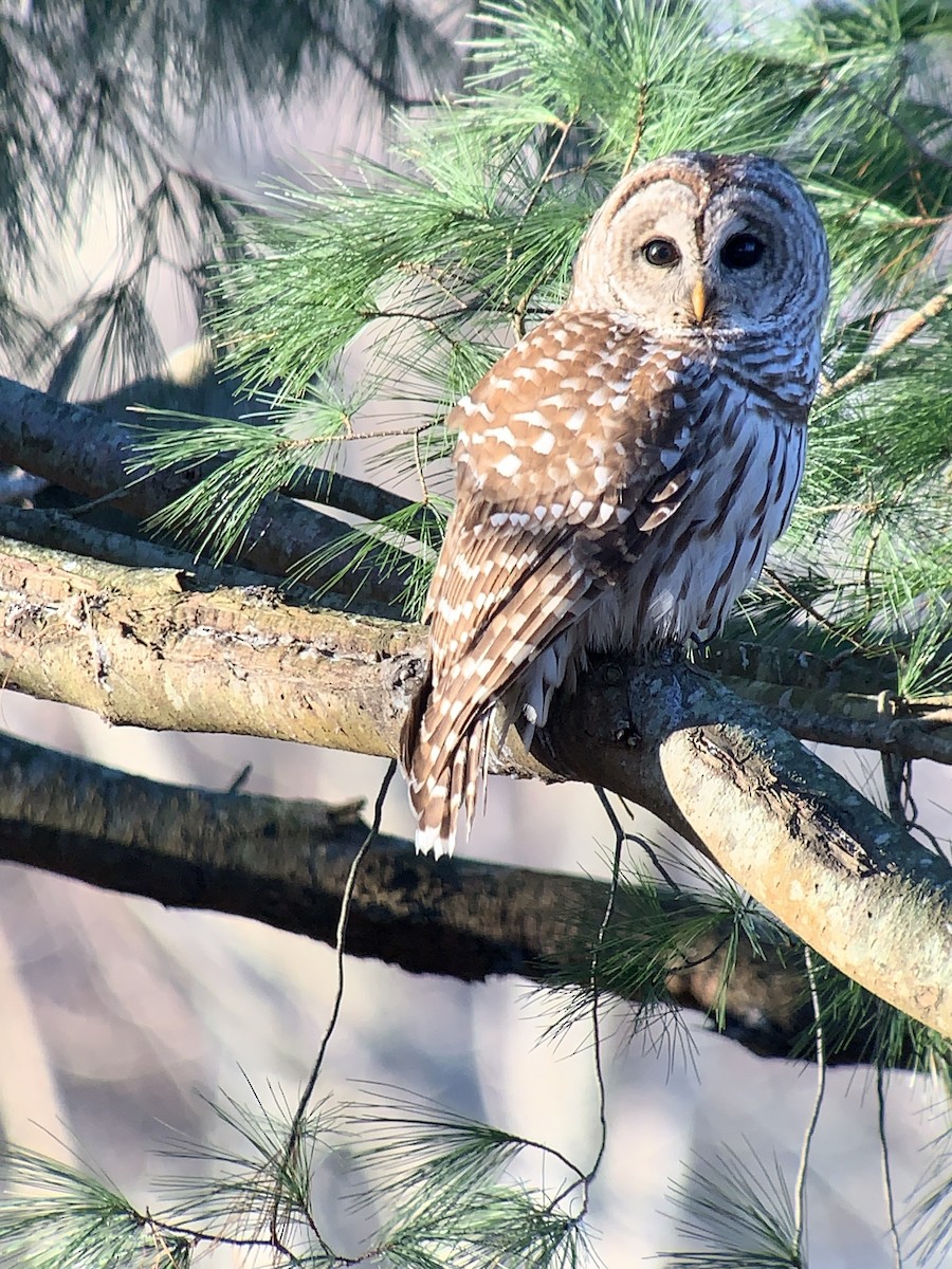 Barred Owl - ML528661991