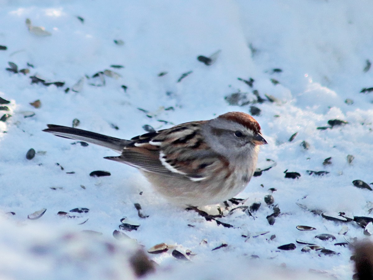 American Tree Sparrow - Sherry Plessner