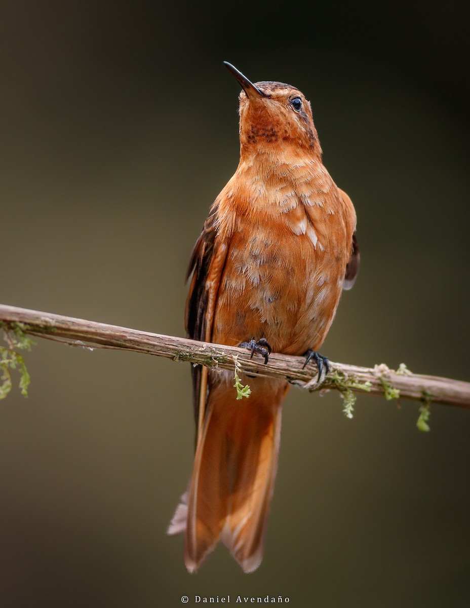 Shining Sunbeam - ML528663041