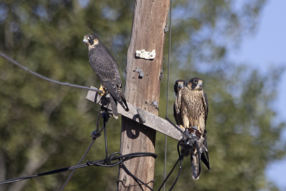 Peregrine Falcon - ML528663151