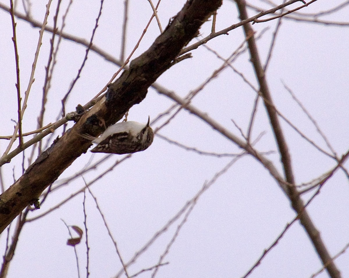 Brown Creeper - Michael Niven