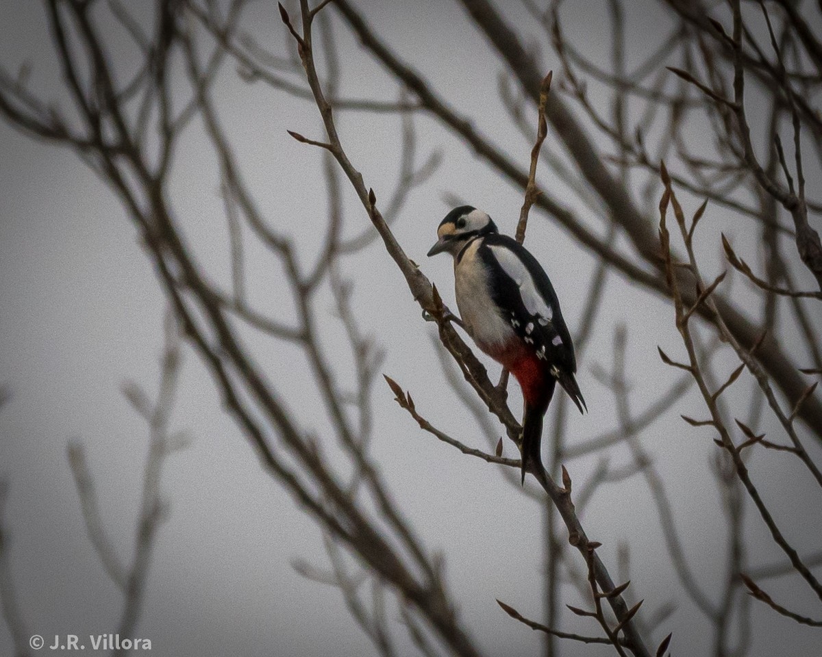 Great Spotted Woodpecker - ML528664371