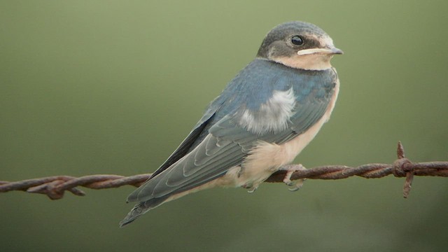 vlaštovka obecná (ssp. erythrogaster) - ML528665211