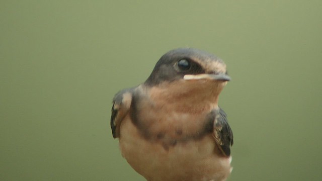 vlaštovka obecná (ssp. erythrogaster) - ML528666131