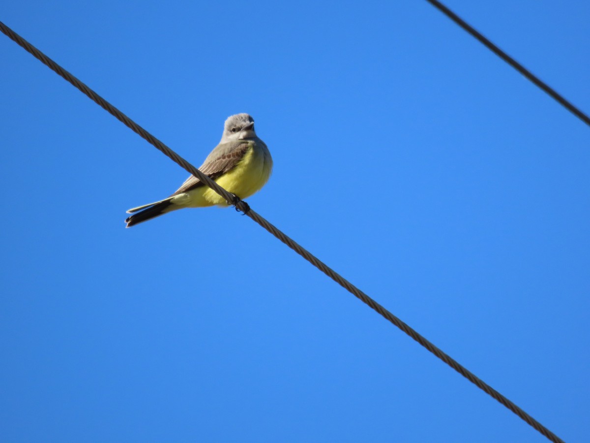 Western Kingbird - ML528667401