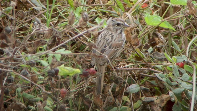 Song Sparrow - ML528667941