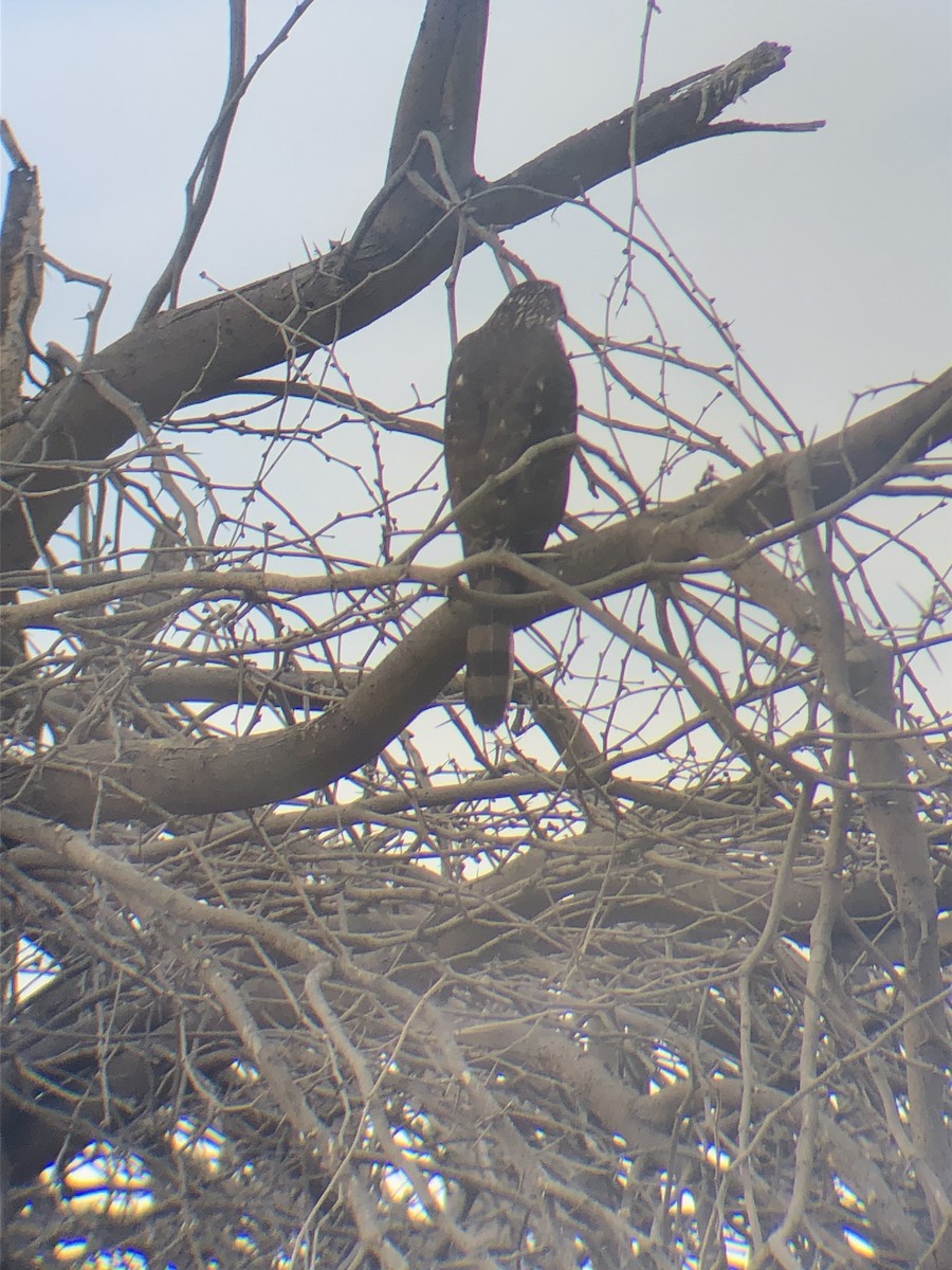 Cooper's Hawk - ML528667961