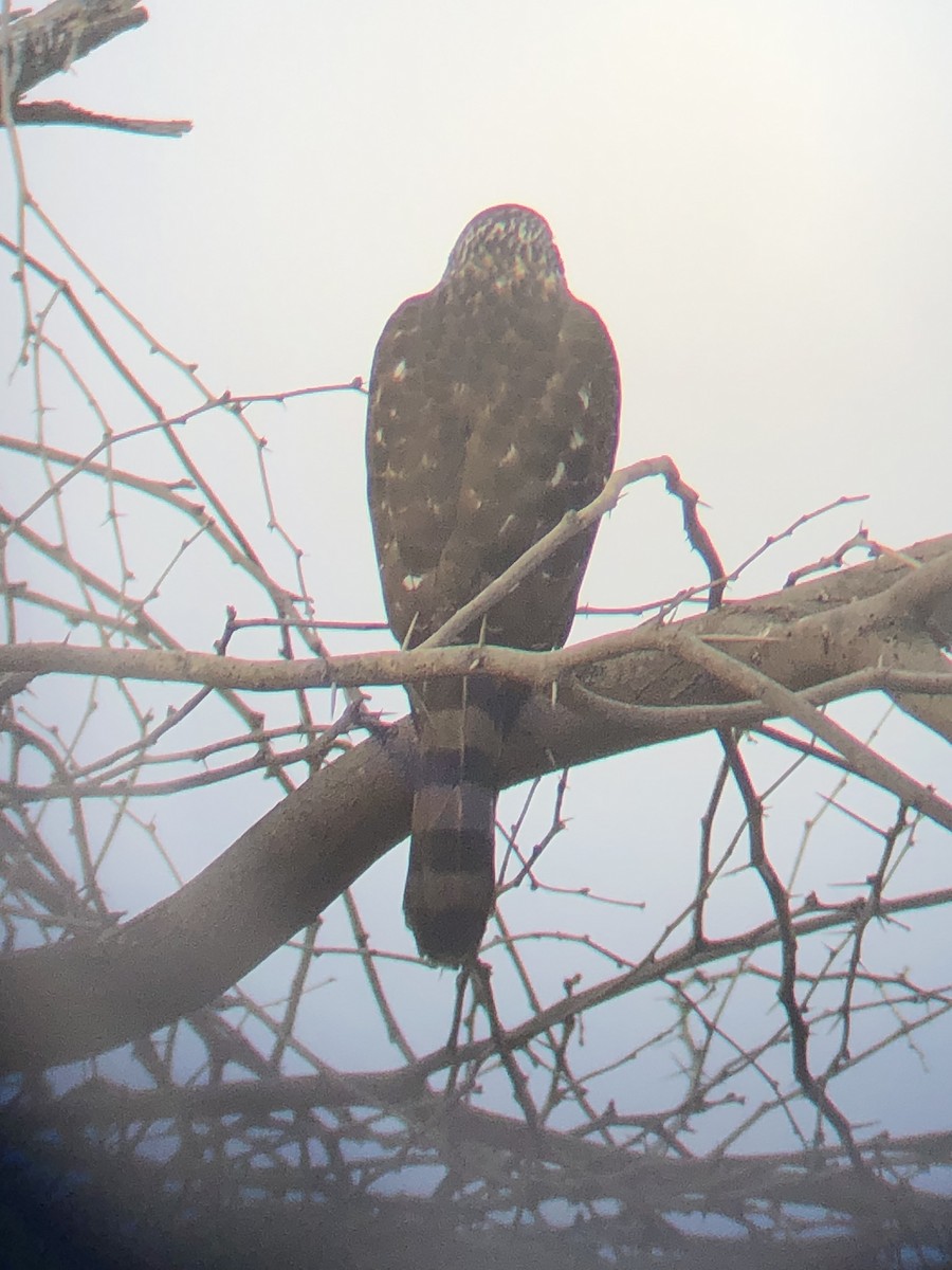 Cooper's Hawk - ML528667971