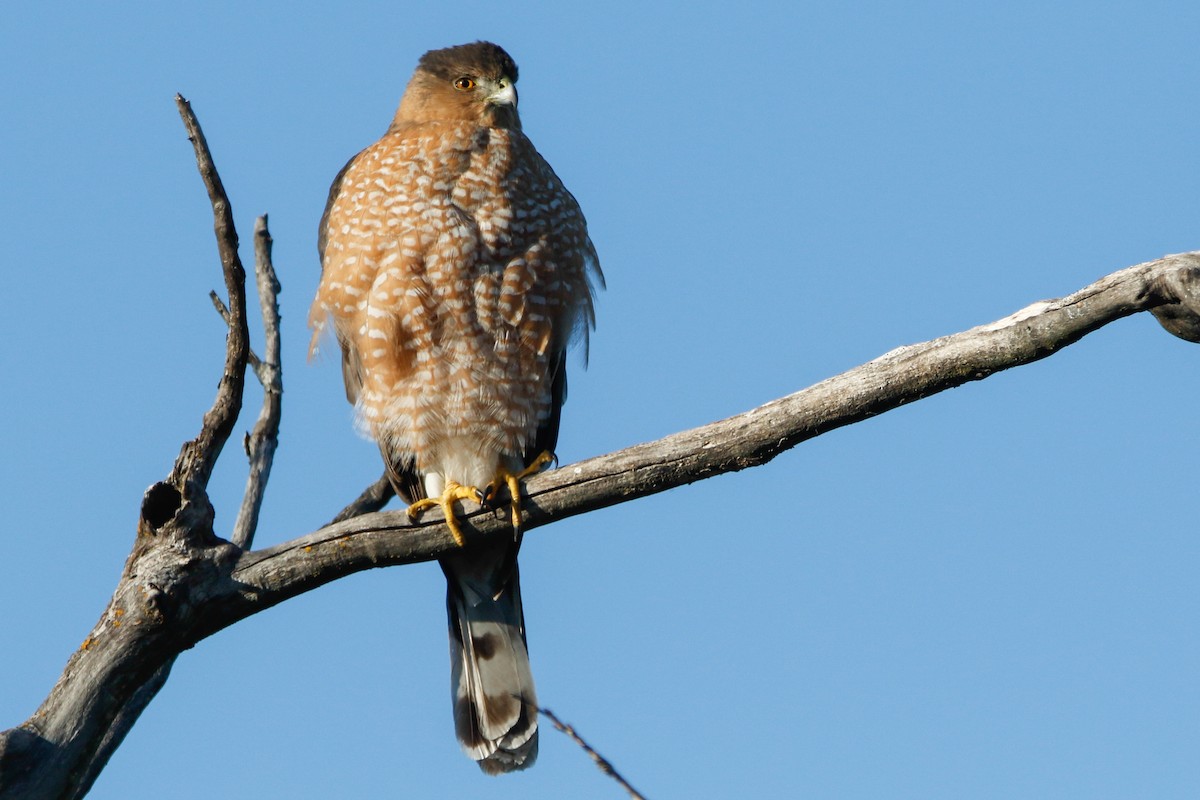 Cooper's Hawk - ML528668011