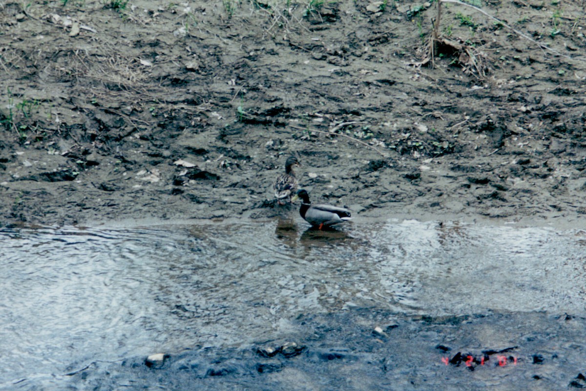 Canard colvert - ML528668711