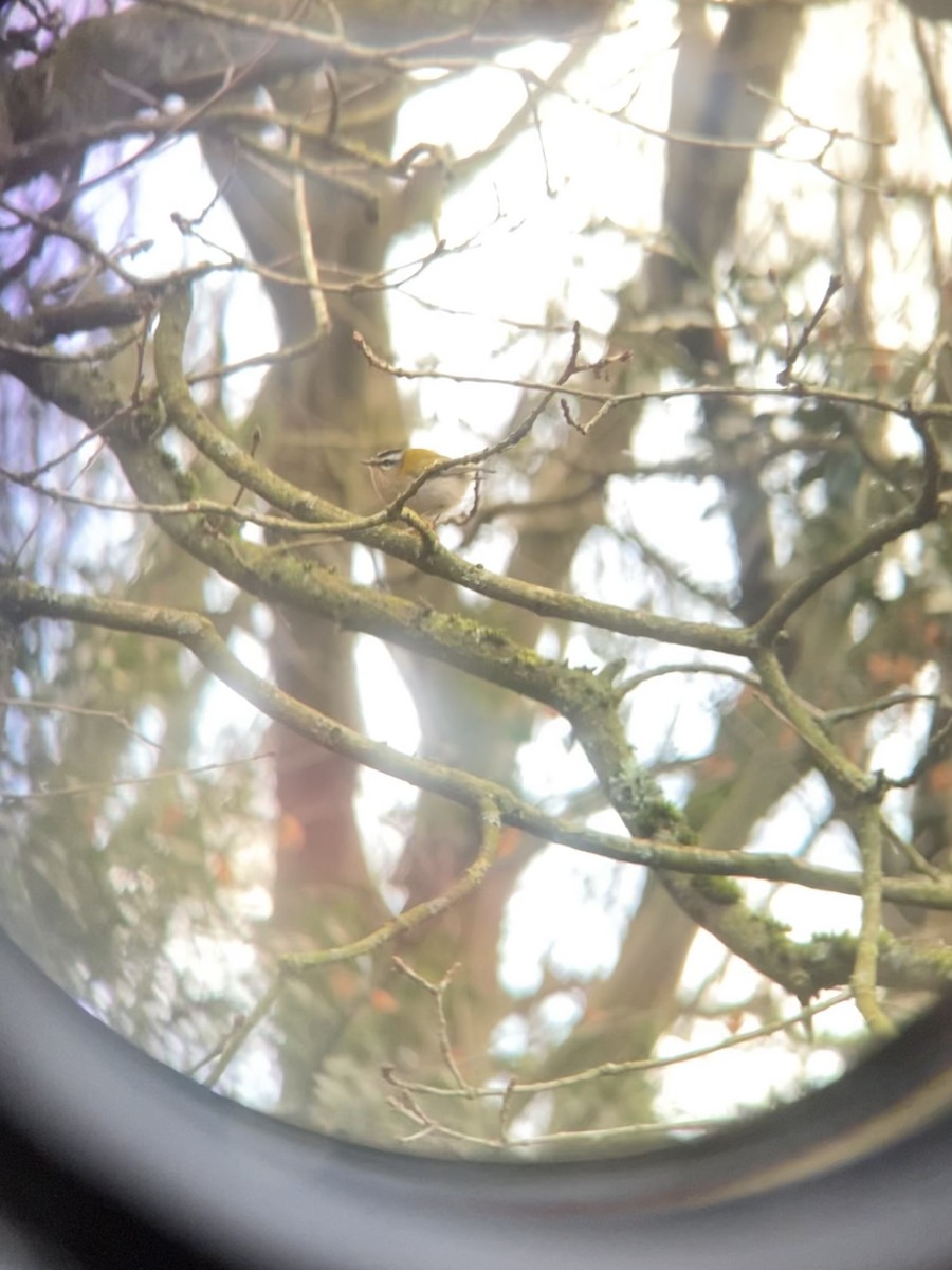 Common Firecrest - ML528668771