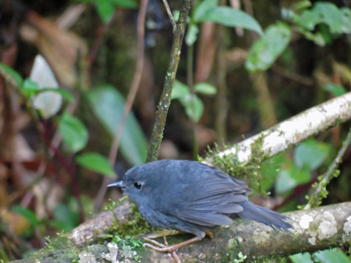 Mouse-colored Tapaculo - ML528669151