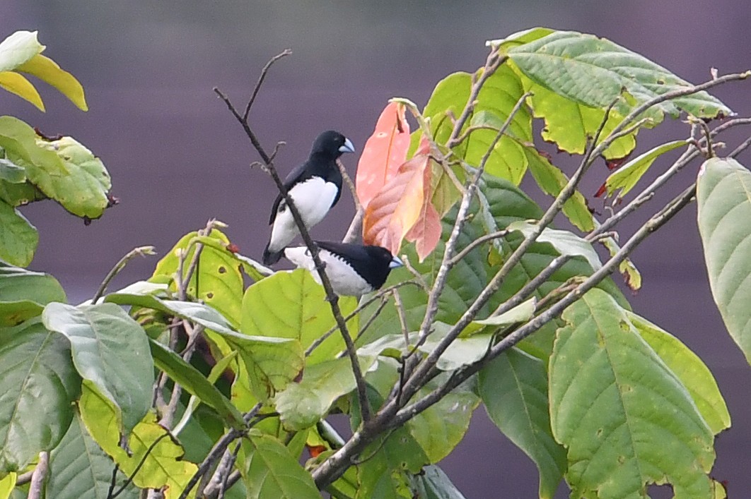 Чёрно-белая муния (bicolor/poensis) - ML528669161