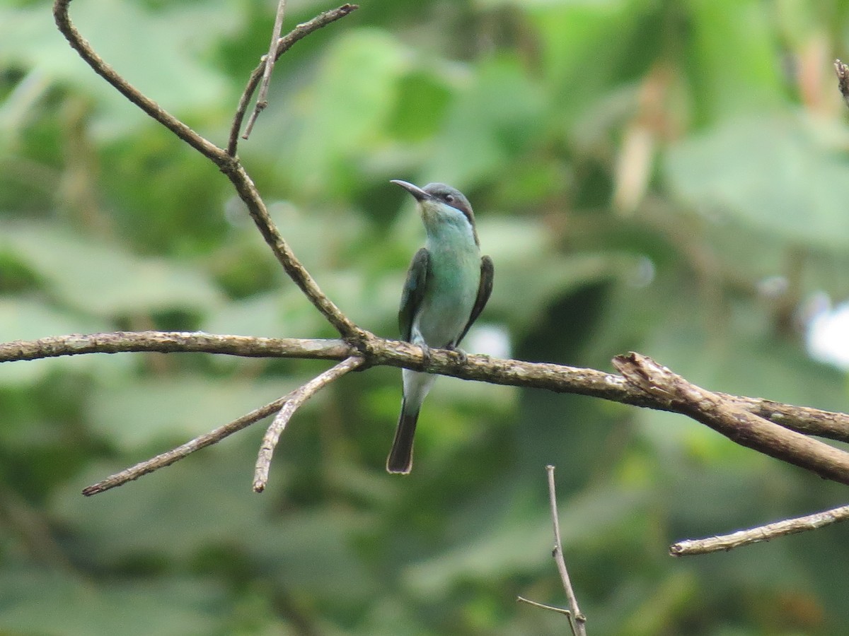 Blue-throated Bee-eater - ML528670121