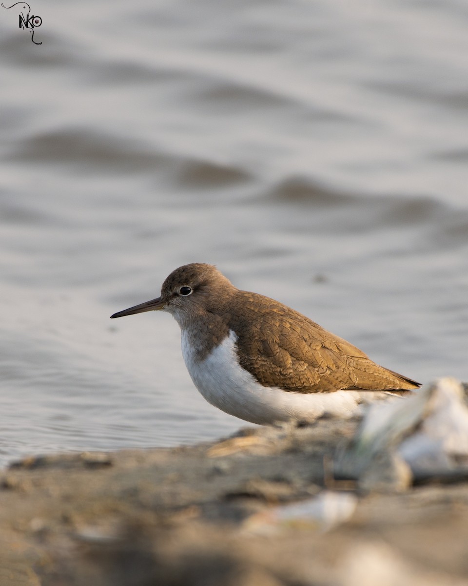 Common Sandpiper - ML528671221