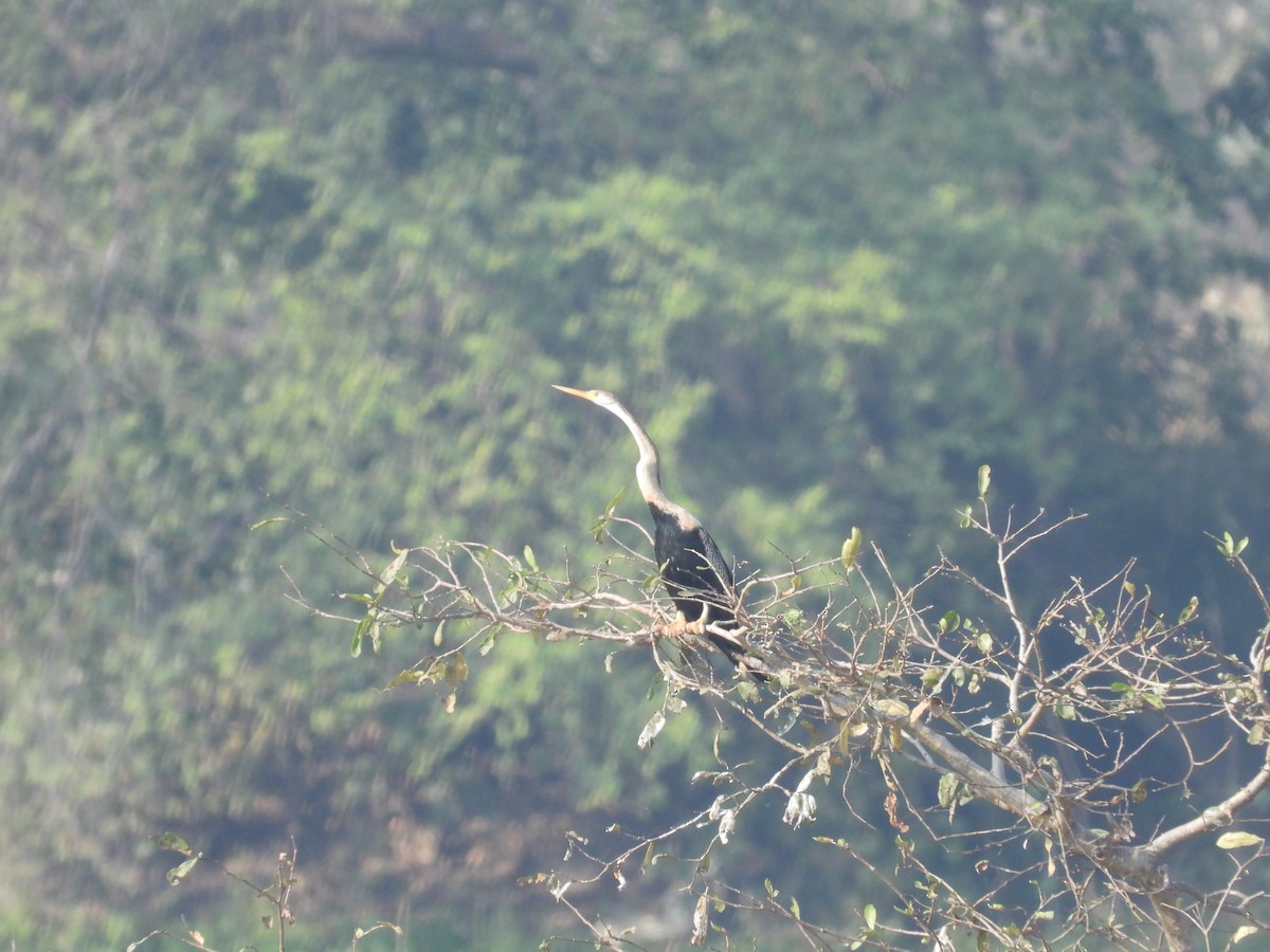 Oriental Darter - Hakimuddin F Saify