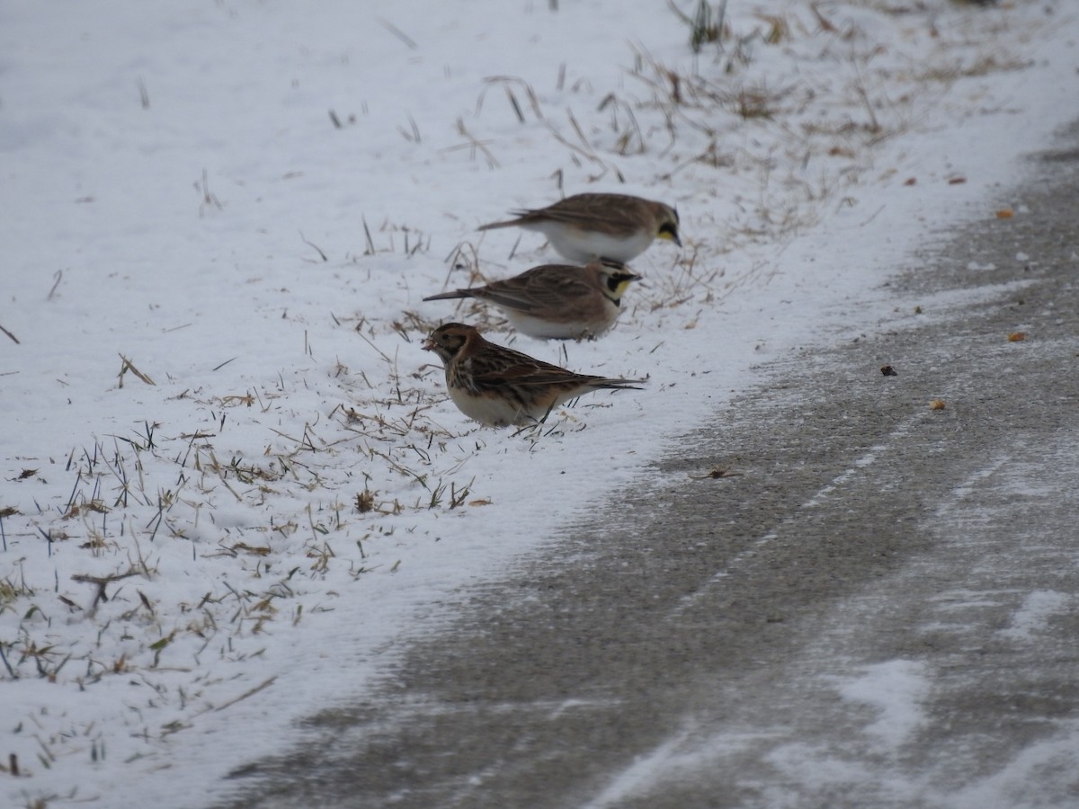 Horned Lark - Eric  Liebold