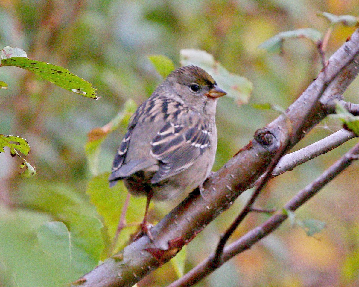 Golden-crowned Sparrow - ML528673421