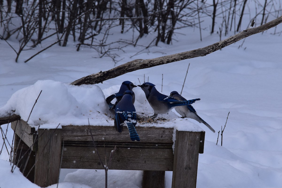 Blue Jay - ML528673661