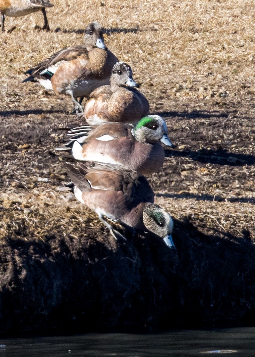 American Wigeon - ML528674951