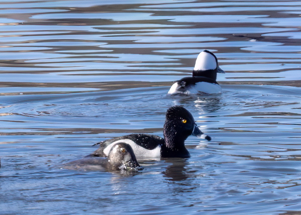 Ring-necked Duck - ML528675071