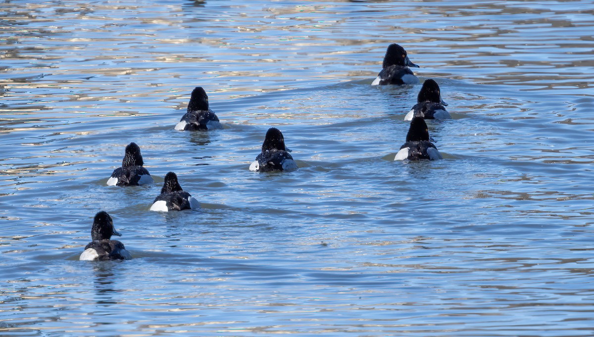 Ring-necked Duck - ML528675081