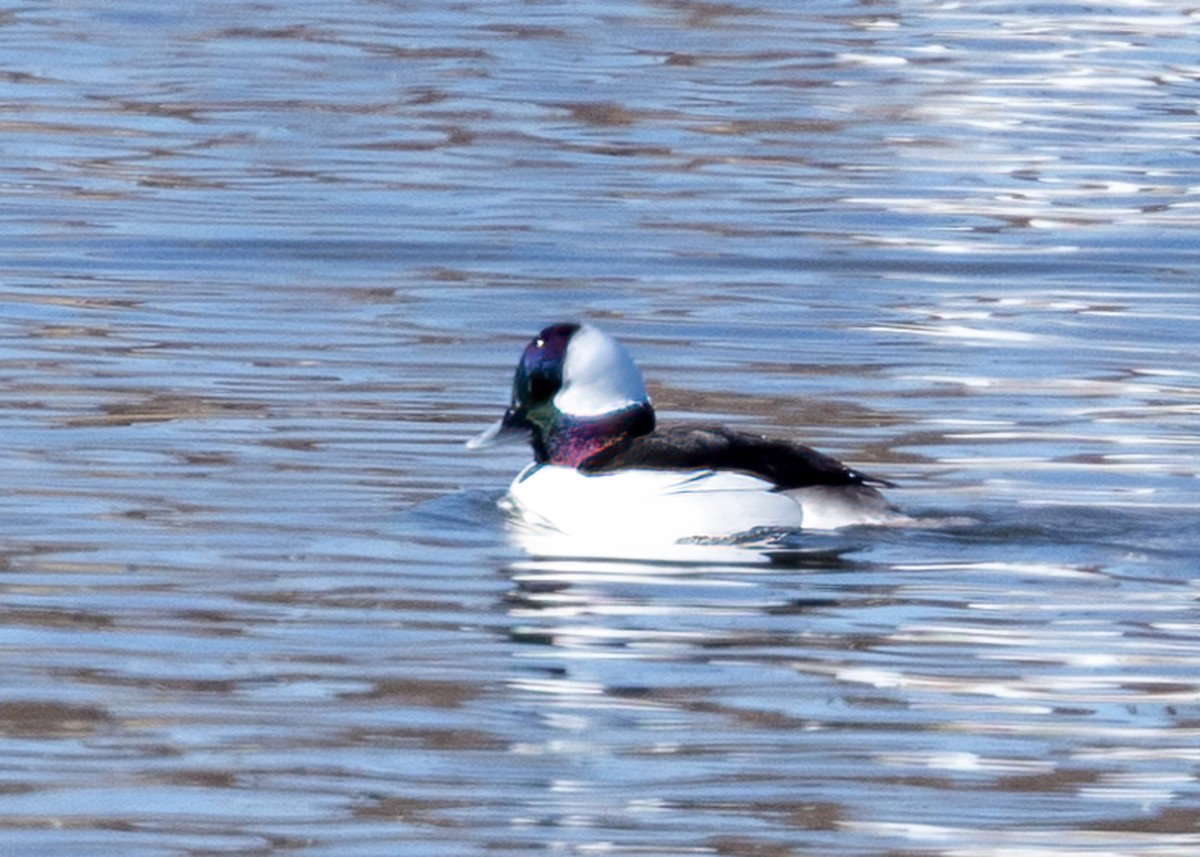 Bufflehead - ML528675351