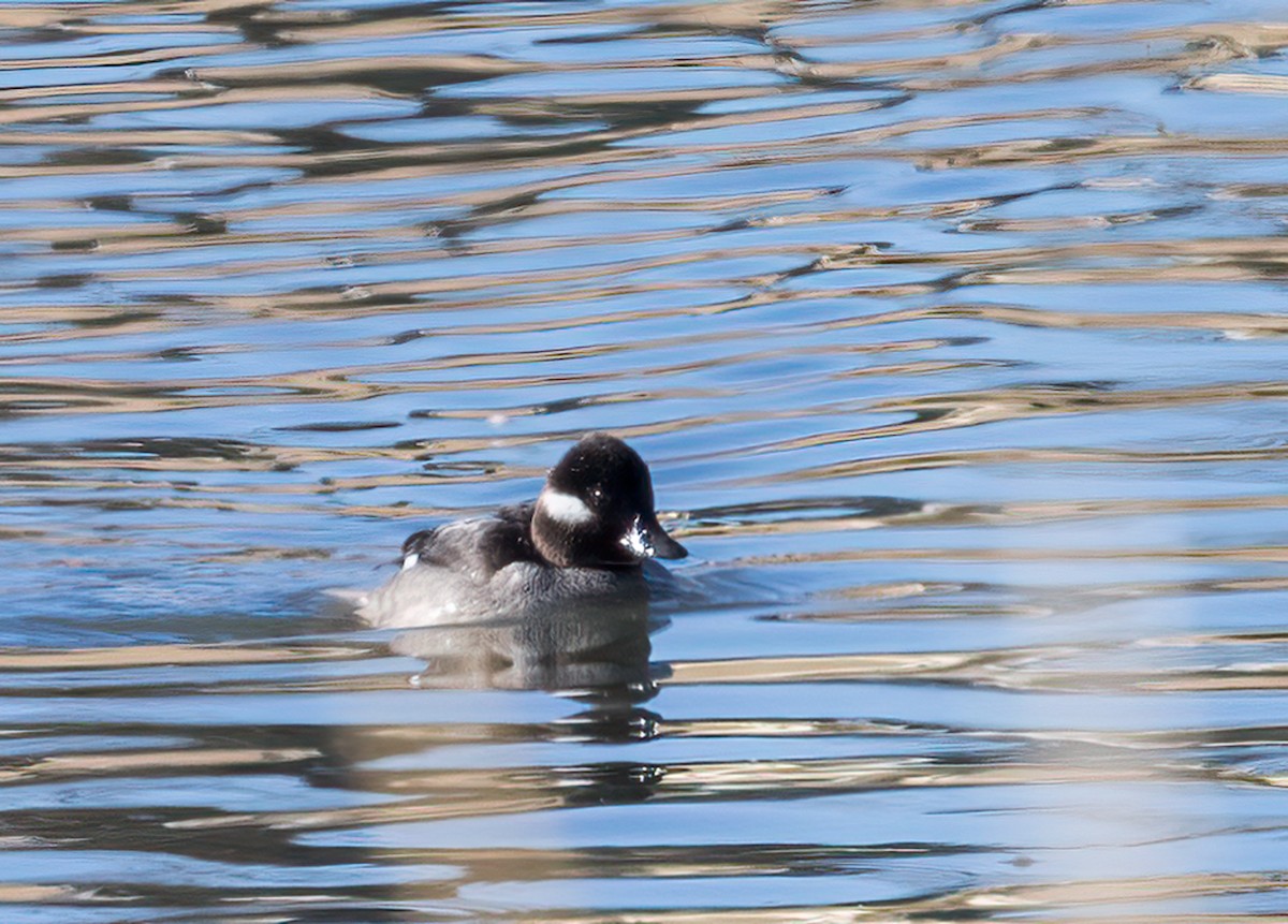 Bufflehead - ML528675361