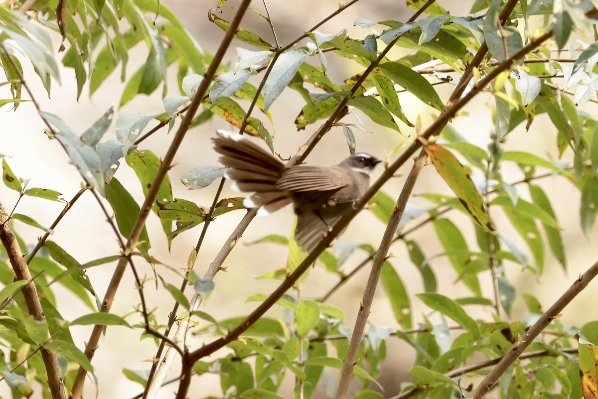 White-throated Fantail - ML528675871