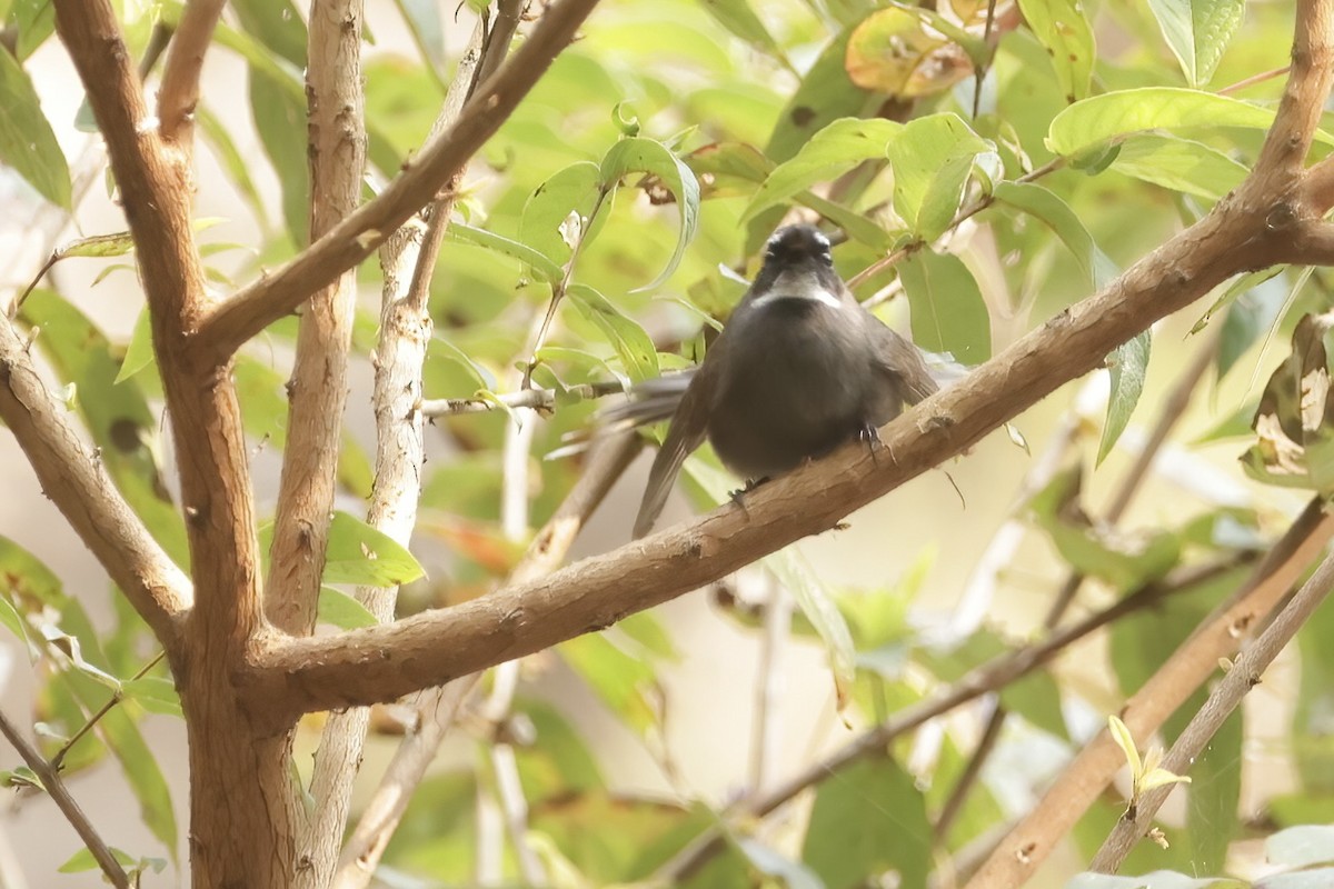 White-throated Fantail - ML528675881