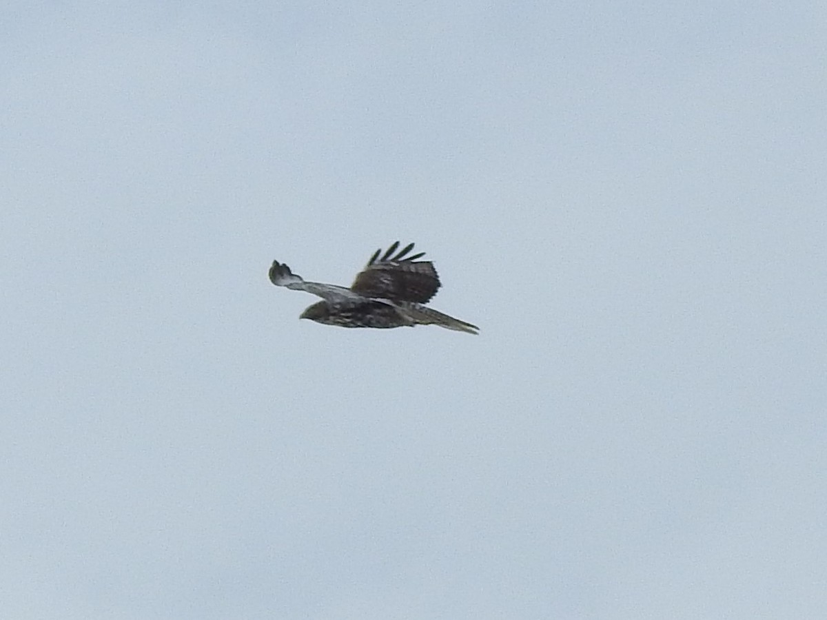 Red-tailed Hawk (Harlan's) - ML528677081