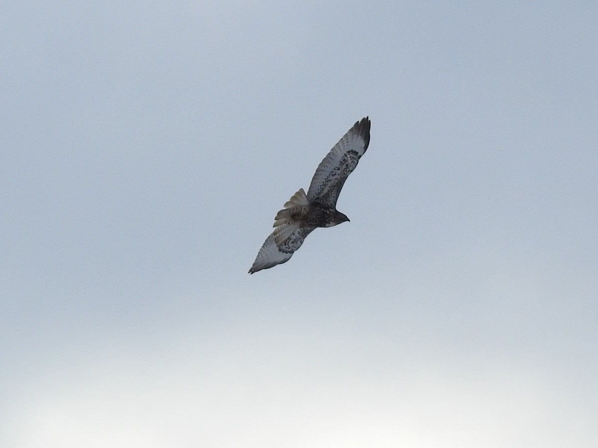 Red-tailed Hawk (Harlan's) - ML528677091