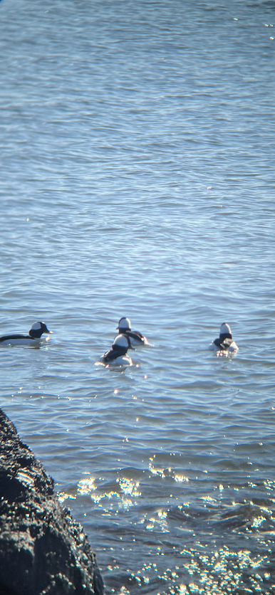 Bufflehead - ML528677231