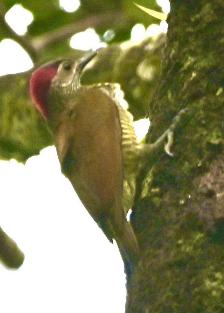 Golden-olive Woodpecker - Debbie Crowley