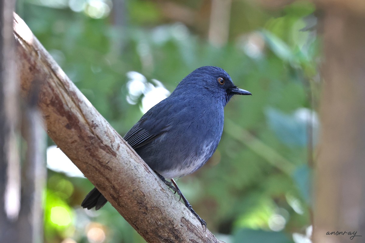 Ak Karınlı Çivit Bülbülü - ML528678401