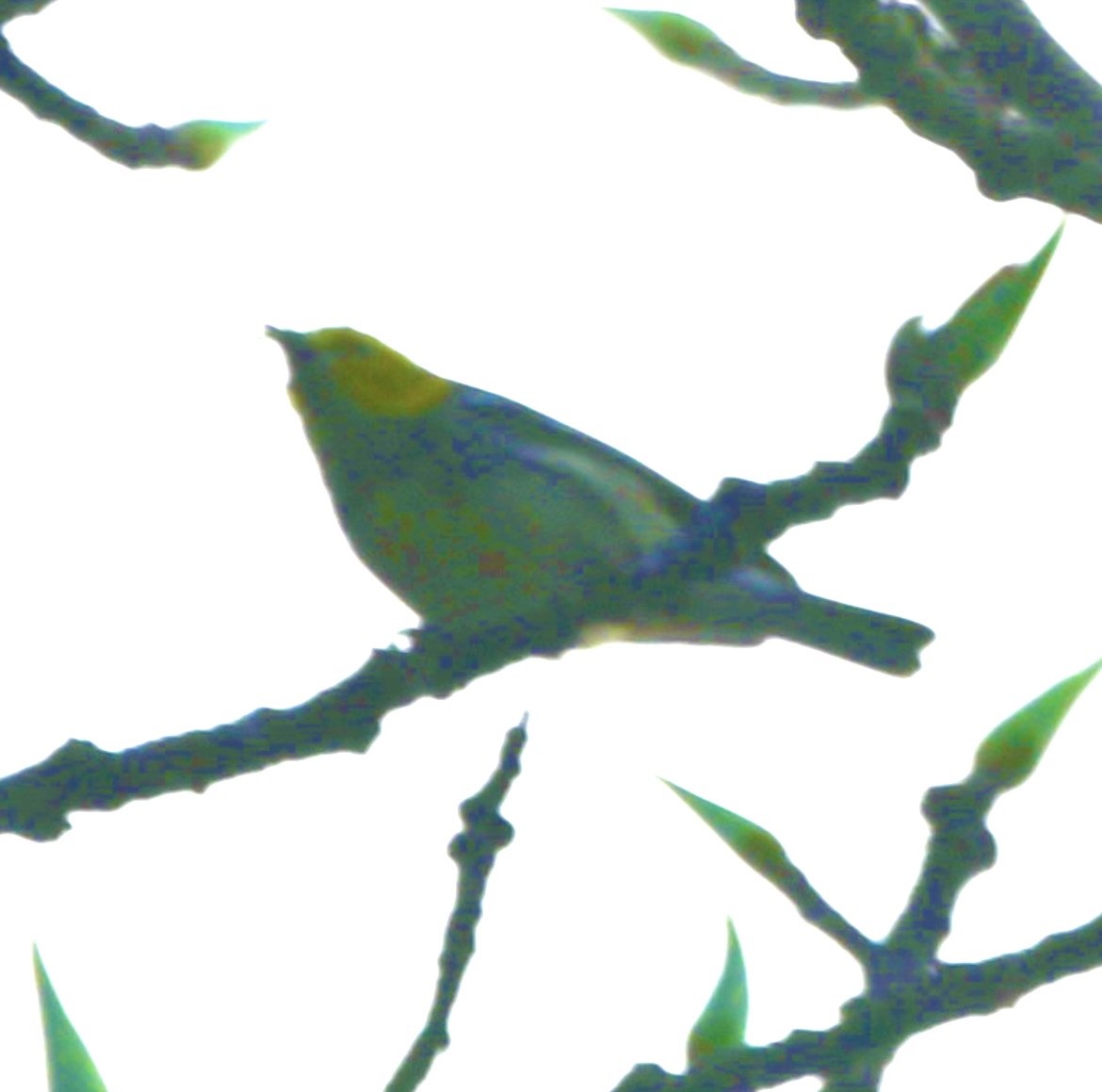 Black-throated Green Warbler - ML528678411