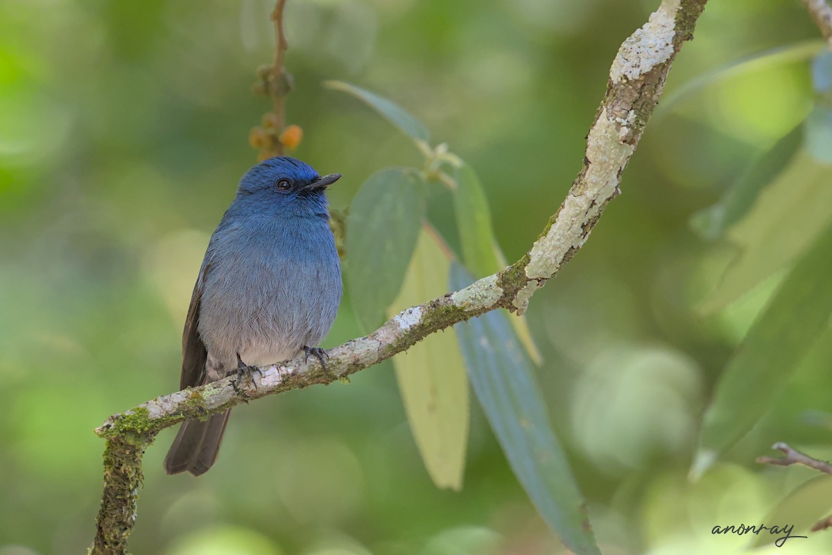 Nilgiri Sinekkapanı - ML528679571