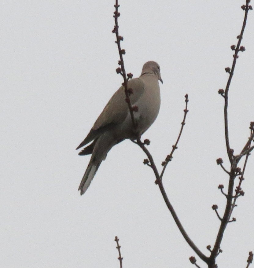 Eurasian Collared-Dove - ML528679591