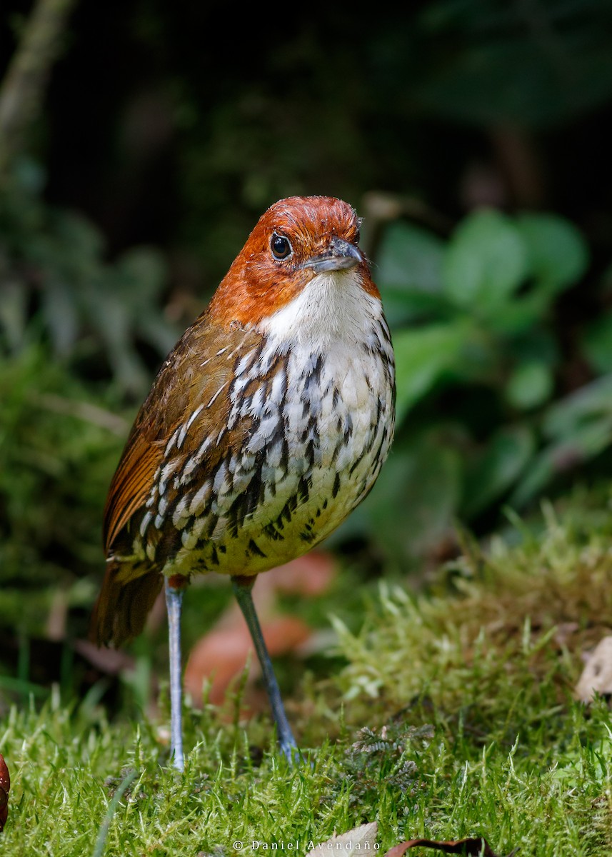 Chestnut-crowned Antpitta - ML528681401